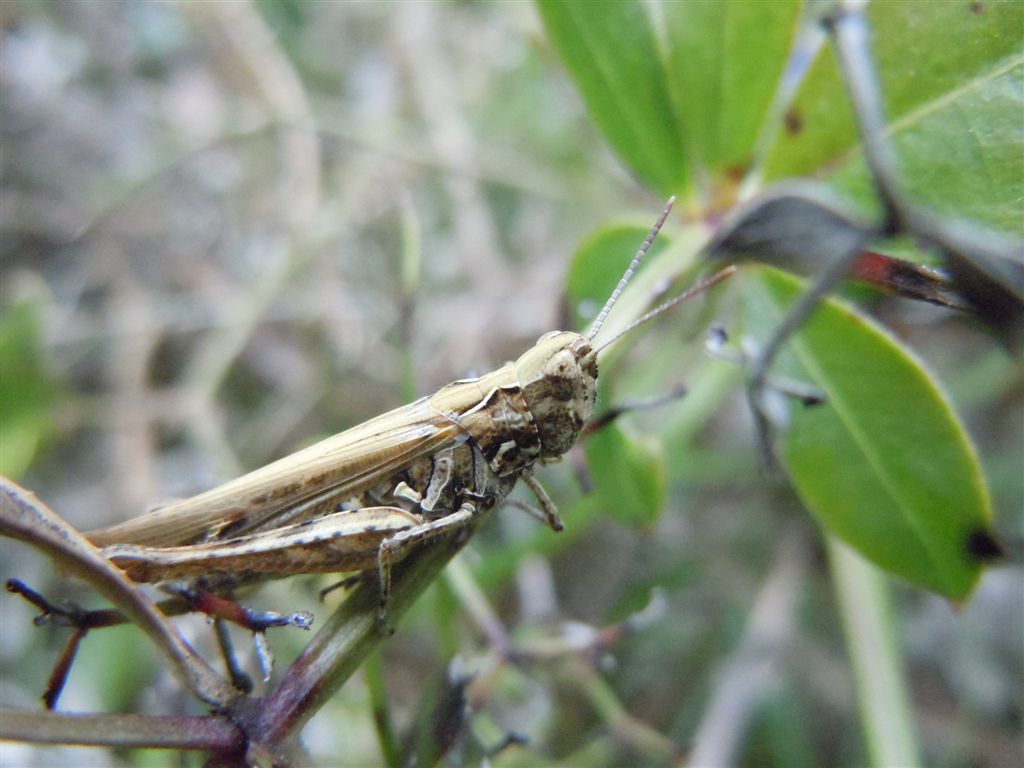 Chorthippus brunneus brunneus con acaro e Omocestus cfr petraeus